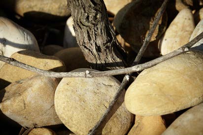 terroir