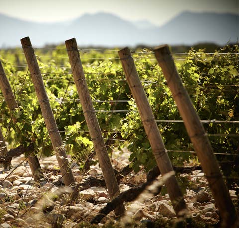 vignes 2